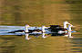 Corroboree Billabong Wetland Cruises - 2 hour sunrise cruise