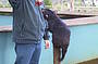 Tasmanian Devil Feeding