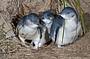 Guided Nature and Penguin Tour
