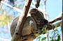 Find me and my friends in the Great Otway National Park