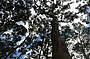 The Karri Trees of Boranup Forest
