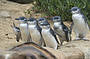Two Day Great Ocean Road & Phillip Island Wildlife Adventure with Koala Photo