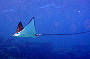 4 Day Coral Sea Dive Trip - Stateroom