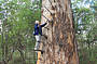 The Gloucester Tree in Pemberton