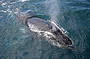Whale Watching